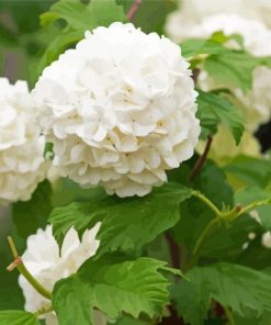 White Hydrangeas Flowers Paint By Number