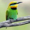 Aesthetic Bee Eater Paint By Number