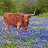 Aesthetic Bluebonnet And Longhorn Illustration Paint By Number