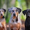 Aesthetic Catahoula Dogs Paint By Number