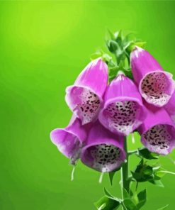 Aesthetic Foxglove Illustration Paint By Number