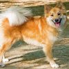 Aesthetic Icelandic Sheepdog Paint By Number