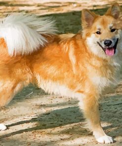 Aesthetic Icelandic Sheepdog Paint By Number