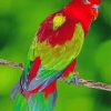 Aesthetic Lory Bird Paint By Number