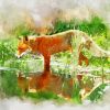 Aesthetic Red Fox Watercolor Paint By Number