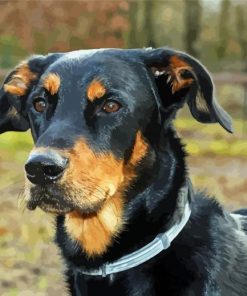 Beauceron Head Paint By Number