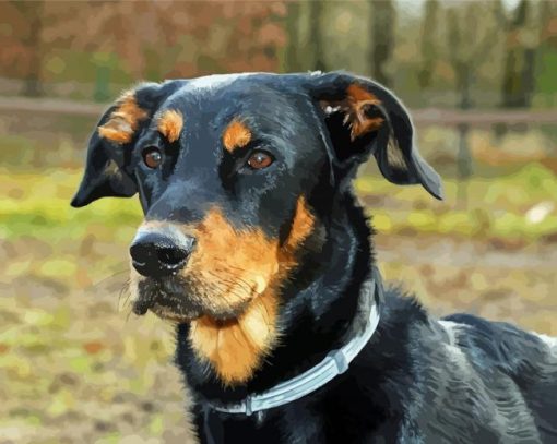 Beauceron Head Paint By Number