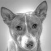 Black And White Basenji Paint By Number