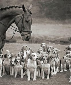 Black And White Horse And Hound Hunting Paint By Number