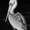 Black And White Pelican Bird Paint By Number