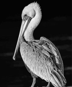 Black And White Pelican Bird Paint By Number