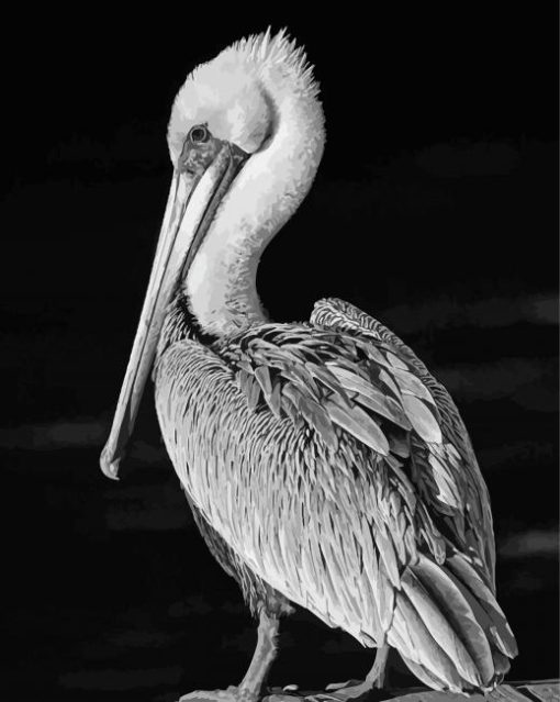 Black And White Pelican Bird Paint By Number