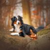 Black Tri Australian Shepherd Animal Paint By Number