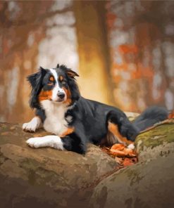 Black Tri Australian Shepherd Animal Paint By Number