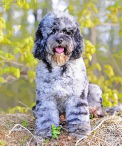 Cool Merle Labradoodle Paint By Number