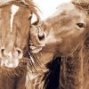 Cute Sable Island Horses Paint By Number