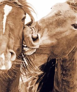 Cute Sable Island Horses Paint By Number