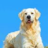 Cute English Cream Golden Retriever Paint By Number