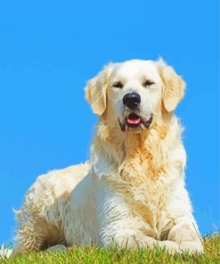 Cute English Cream Golden Retriever Paint By Number