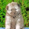 Keeshond Puppy Pet Paint By Number