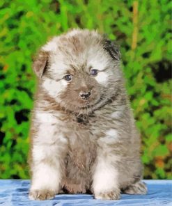 Keeshond Puppy Pet Paint By Number