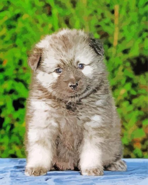 Keeshond Puppy Pet Paint By Number