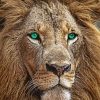 Lion With Green Eyes Paint By Number