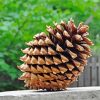 Pine Cone Paint By Number