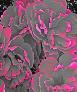 Pink Grey Flowers Art Paint By Number