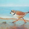 Piping Plover Bird Art Paint By Number