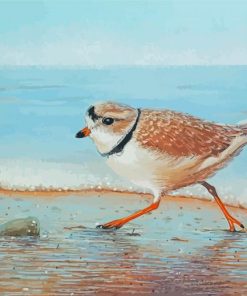 Piping Plover Bird Art Paint By Number