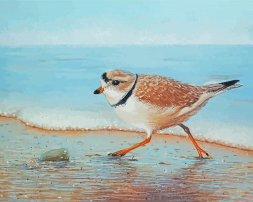 Piping Plover Bird Art Paint By Number