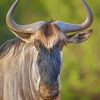 Wildebeest Head Paint By Number