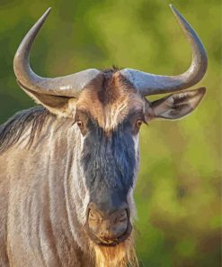 Wildebeest Head Paint By Number