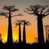 African Trees Silhouette Paint By Number