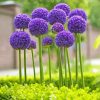 Alliums Paint By Number