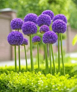 Alliums Paint By Number