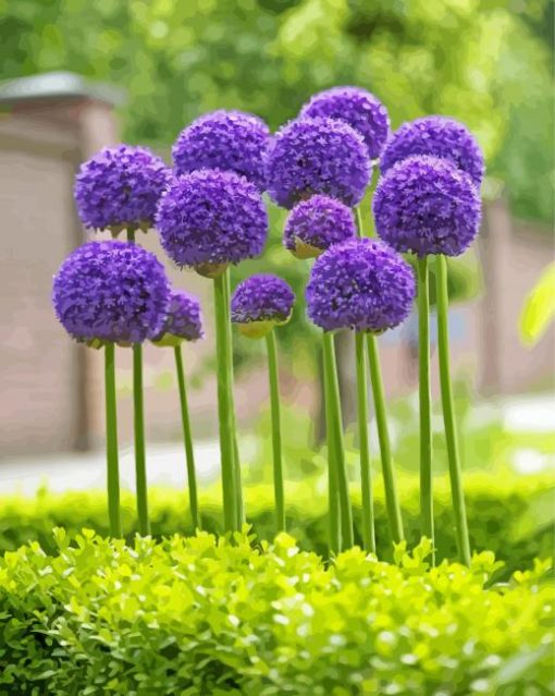 Alliums Paint By Number