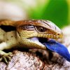 Australian Blue Tongued Skink Paint By Number