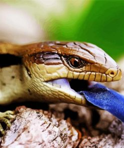 Australian Blue Tongued Skink Paint By Number