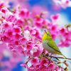 Bird And Blossom Paint By Number