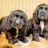 Black Cocker Spaniel Puppies Paint By Number