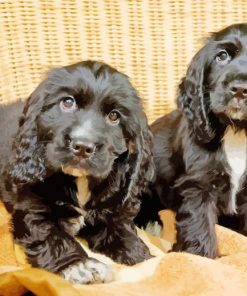 Black Cocker Spaniel Puppies Paint By Number