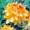 Blooming Yellow Azalea Plants Paint By Number