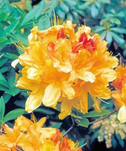 Blooming Yellow Azalea Plants Paint By Number