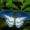 Blue And White Butterfly Wings Paint By Number