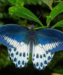 Blue And White Butterfly Wings Paint By Number