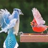 Blue Jay And Cardinal Birds Paint By Number