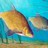 Bream Fish Paint By Number