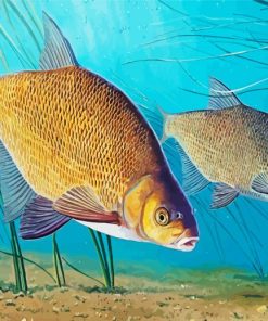 Bream Fish Paint By Number